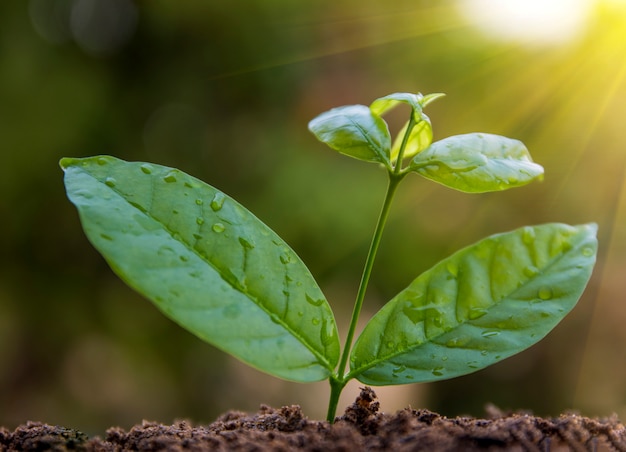 plant growing in garden and sunlight