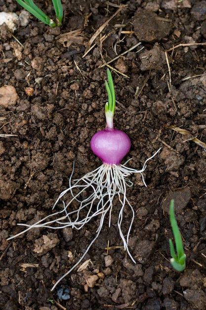 Photo plant growing in garden