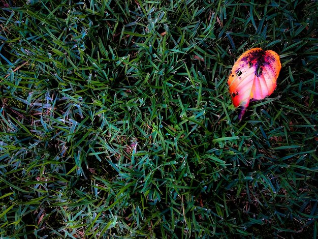 Photo plant growing on grassy field