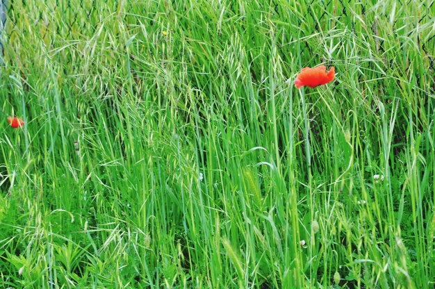 Foto pianta che cresce su un campo erboso