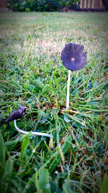 Plant growing on grassy field