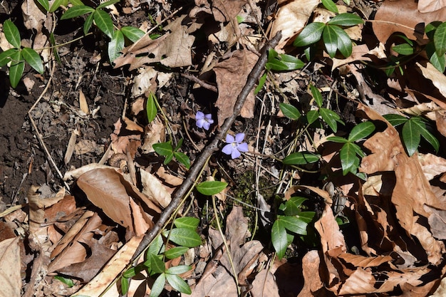 Plant growing on ground