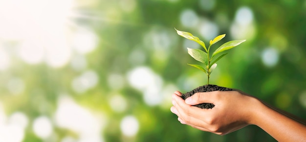 日光と緑の自然に手で育つ植物。エコ環境コンセプト