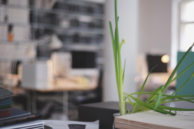 Photo plant growing at home