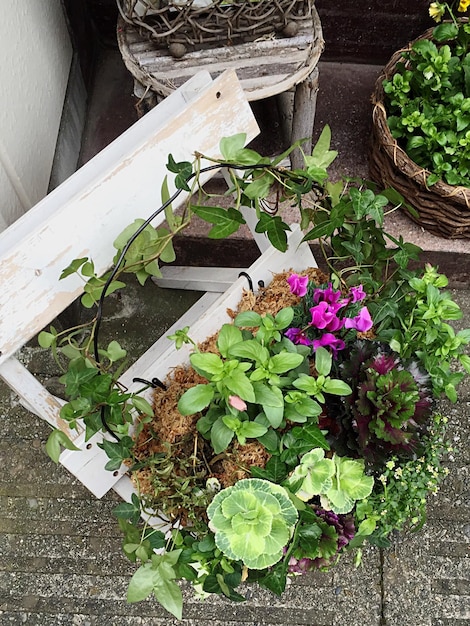 写真 庭で育つ植物