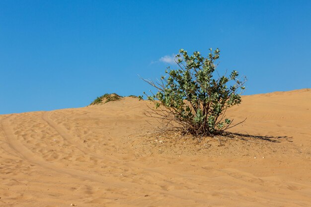 写真 澄んだ青い空の前で砂漠で育つ植物