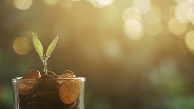 写真 貯蓄コインで成長している植物