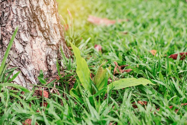 Plant growing on lawn.