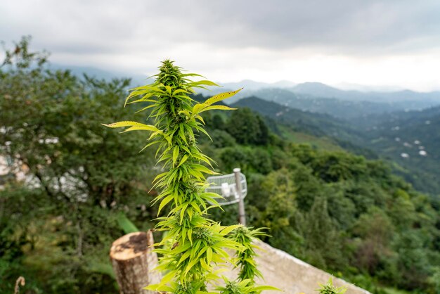 空に照らされた山で成長する植物