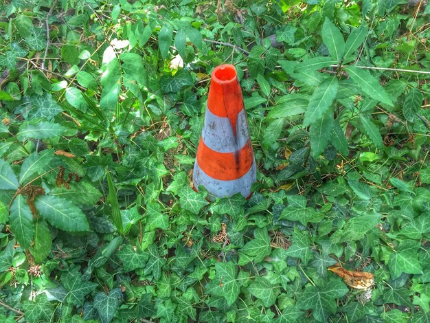 写真 地上で育つ植物