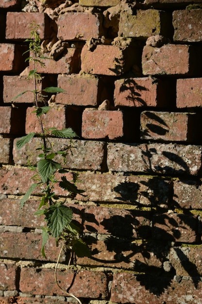 사진 벽돌 벽 에 자라는 식물