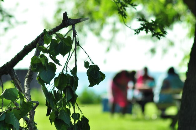 写真 空の向こうで畑で育つ植物