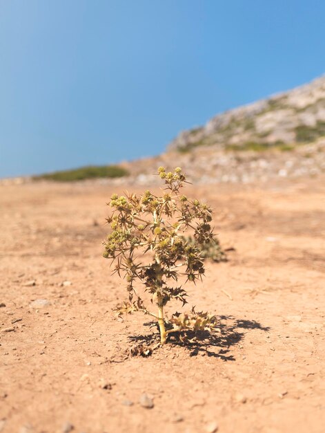 Фото Растение, растущее на суше на чистом небе