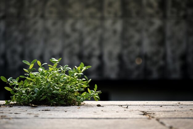 a plant growing out of a brick wall