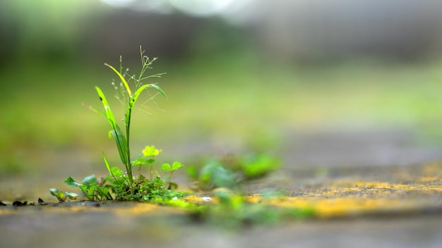 A plant growing out of a concrete slab