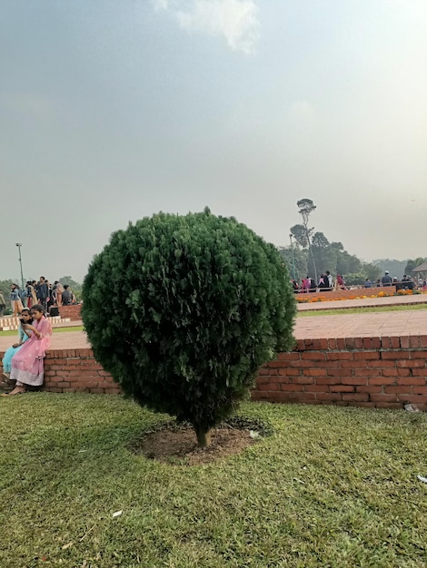 A plant growing out of the ground