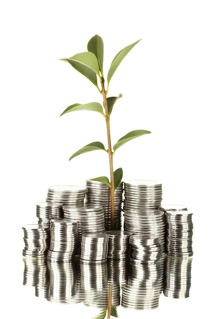 Plant growing out of silver coins isolated on white background closeup