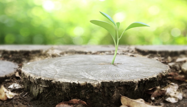 plant growing out of  tree stump