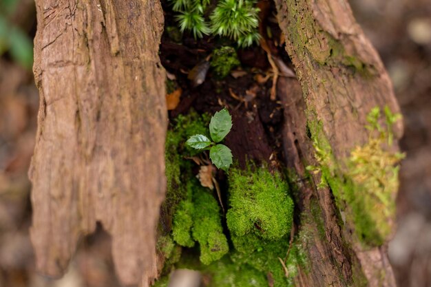 木の切り株から成長する植物