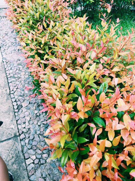 Plant growing in a park