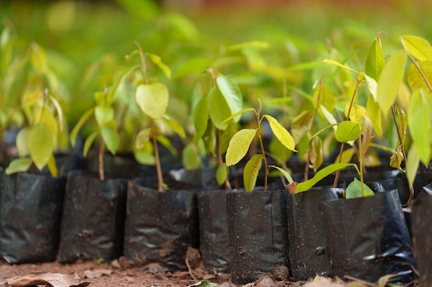 Plant growing in potts and plant cultivation