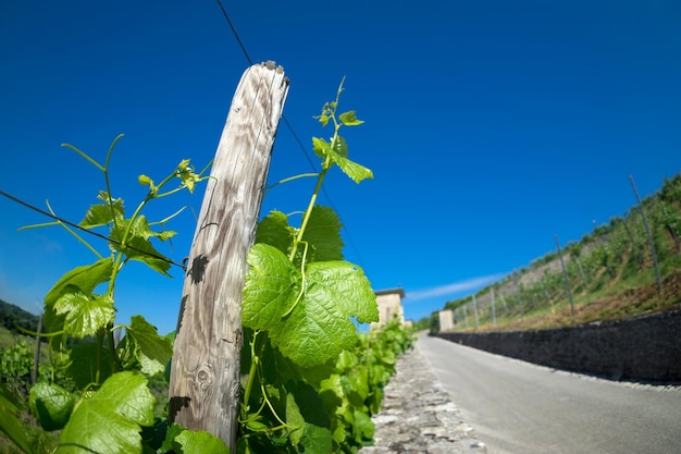 Photo plant growing on road against clear blue sky