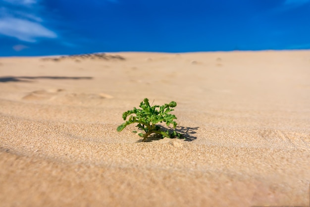 Plant growing on sand at beach against blue sky