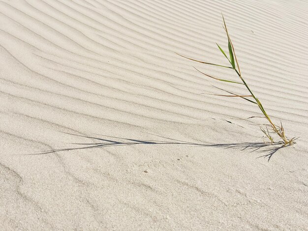 Foto pianta che cresce sulla sabbia