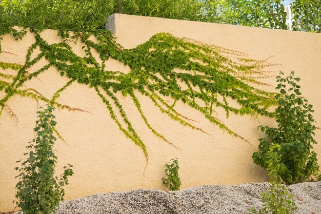 Plant growing on sand