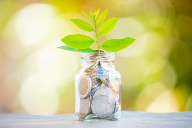 貯蓄コインで成長する植物-利息の概念