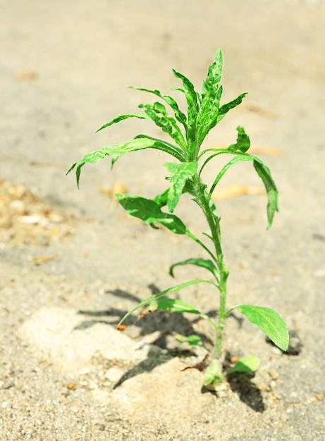 Plant growing through pavement