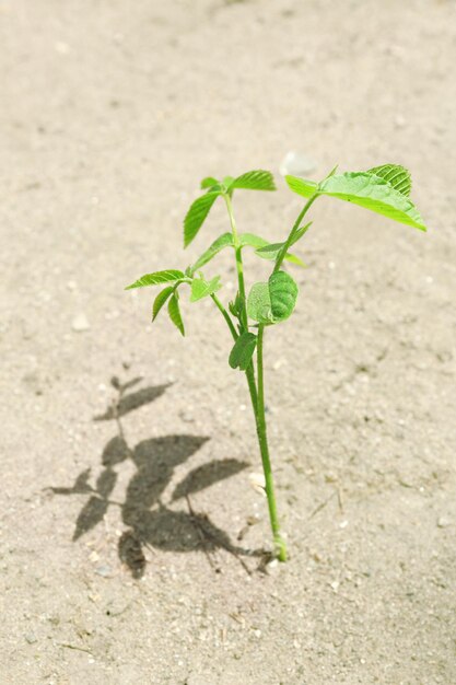 Plant growing through pavement