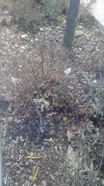 Plant growing on tree trunk