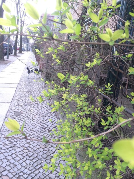 Plant growing on a tree