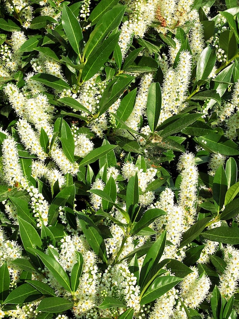 Photo plant growing on tree