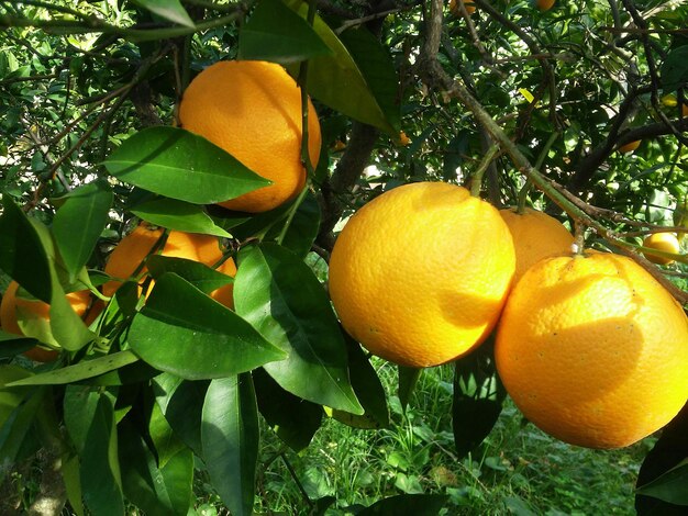 Plant growing on tree