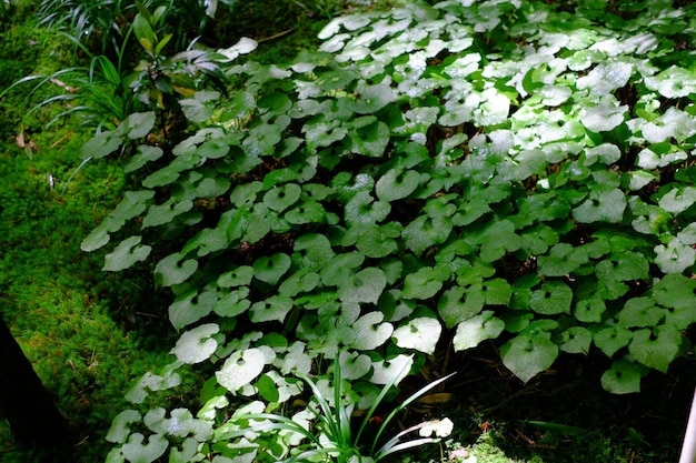 Plant growing on a tree