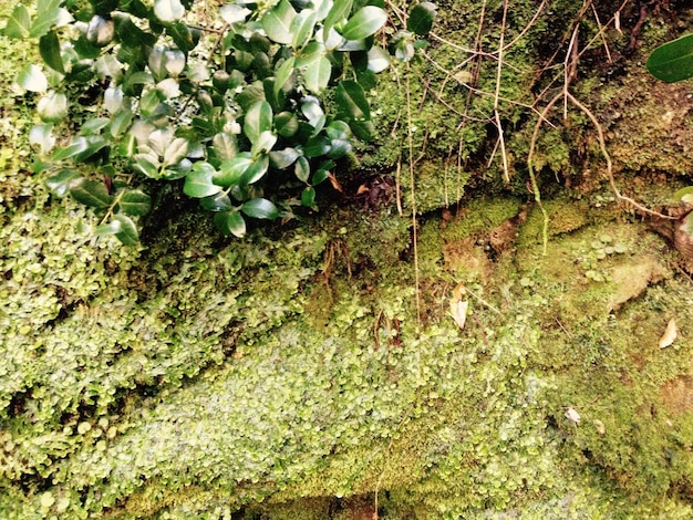 Foto pianta che cresce su un albero