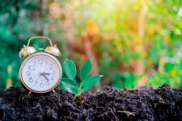 Plant growing up on the growing with clock