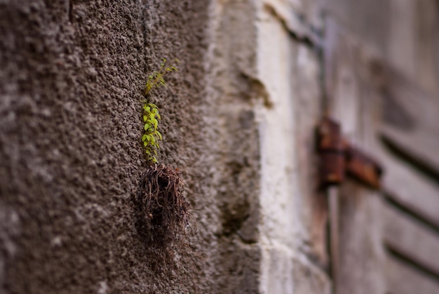 Photo plant growing on wall