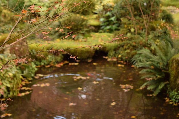 Photo plant growing in water