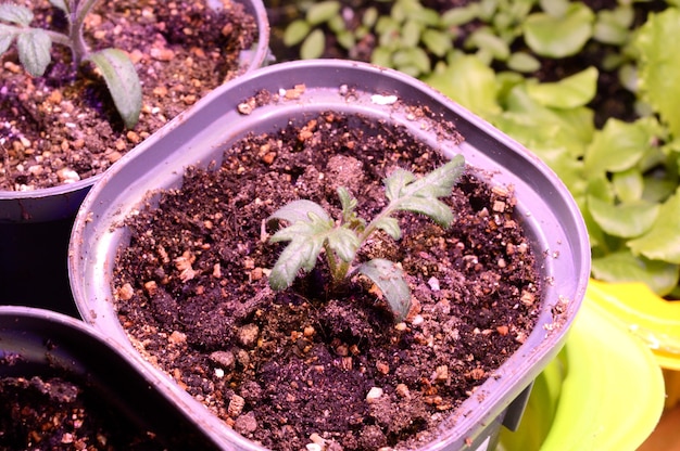 A plant grown in a small pot at home using a phytolamp lamp. close-up