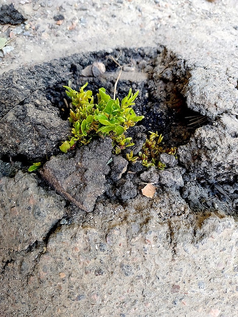 A plant grows in a hole in the ground earth day concept