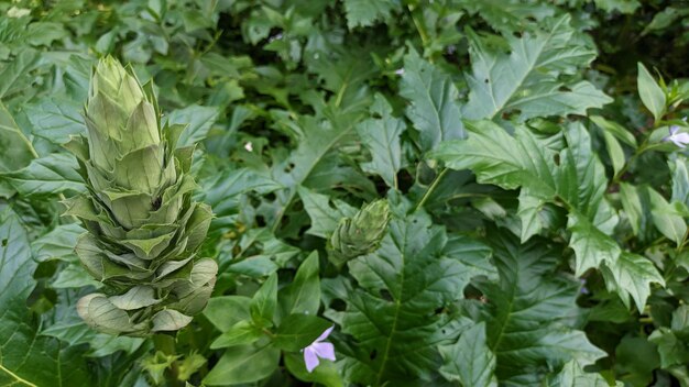 この植物はポルトガルの公園で育ち,木の下には大きな葉と花がついた高い茎があります.