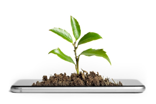 The plant grows on the tablet business concept