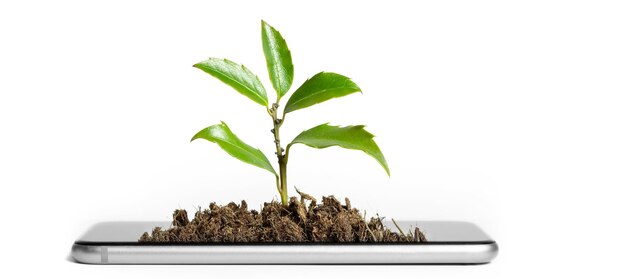 The plant grows on the tablet business concept