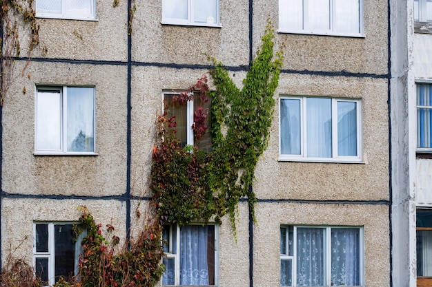 植物は背の高い家の壁に生えています