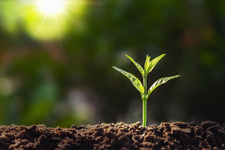 Photo plant growth in farm with sunlight background