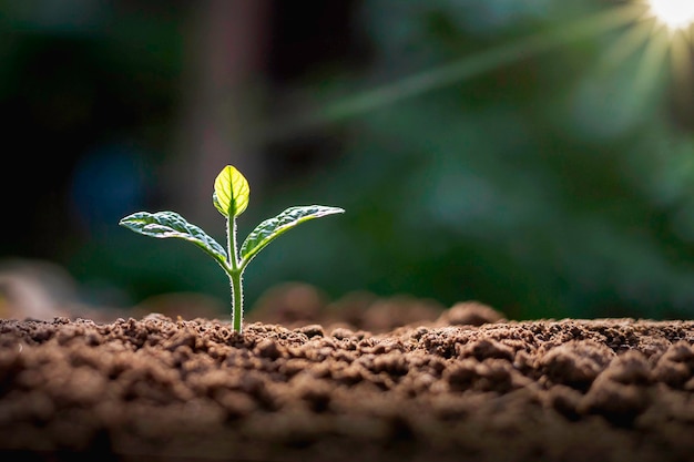 写真 土壌での植物の成長