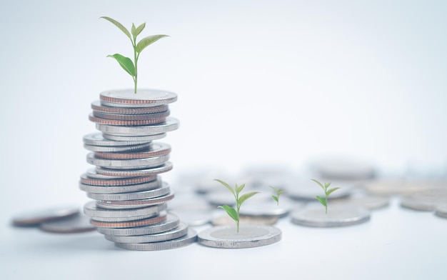 Plant growth in rows of coins for finance and bankingsaving business concept